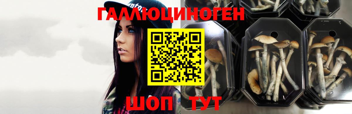 Галлюциногенные грибы прущие грибы  Вход с VPN  Нижнекамск 